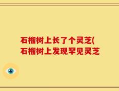 石榴树上长了个灵芝(石榴树上发现罕见灵芝