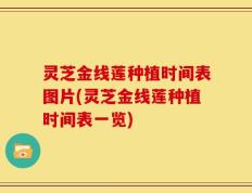 灵芝金线莲种植时间表图片(灵芝金线莲种植时间表一览)