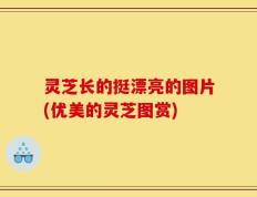 灵芝长的挺漂亮的图片(优美的灵芝图赏)