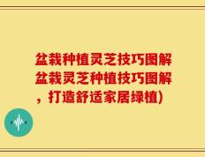 盆栽种植灵芝技巧图解盆栽灵芝种植技巧图解，打造舒适家居绿植)