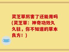 灵芝草厉害了还能用吗(灵芝草：神奇功效久久驻，你不知道的草本良方！)