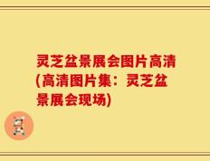 灵芝盆景展会图片高清(高清图片集：灵芝盆景展会现场)