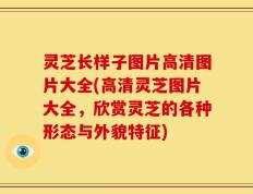 灵芝长样子图片高清图片大全(高清灵芝图片大全，欣赏灵芝的各种形态与外貌特征)