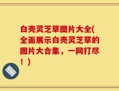 白壳灵芝草图片大全(全面展示白壳灵芝草的图片大合集，一网打尽！)