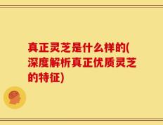 真正灵芝是什么样的(深度解析真正优质灵芝的特征)