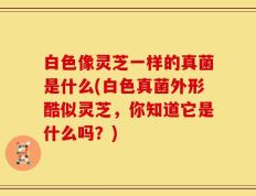 白色像灵芝一样的真菌是什么(白色真菌外形酷似灵芝，你知道它是什么吗？)