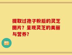 提取过孢子粉后的灵芝图片？呈现灵芝的美丽与营养？