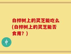 白桦树上的灵芝能吃么(白桦树上的灵芝能否食用？)