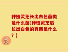 种植灵芝长出白色菌类是什么菌(种植灵芝后长出白色的真菌是什么？)