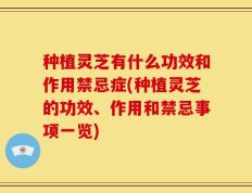 种植灵芝有什么功效和作用禁忌症(种植灵芝的功效、作用和禁忌事项一览)