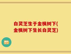 白灵芝生于金枫树下(金枫树下生长白灵芝)