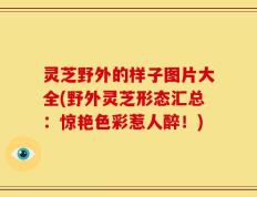 灵芝野外的样子图片大全(野外灵芝形态汇总：惊艳色彩惹人醉！)