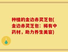 种植的金边赤灵芝包(金边赤灵芝包：稀有中药材，助力养生美容)