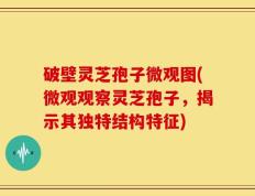 破壁灵芝孢子微观图(微观观察灵芝孢子，揭示其独特结构特征)