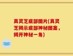 真灵芝底部图片(真灵芝揭示底部神秘图案，揭开神秘一角)