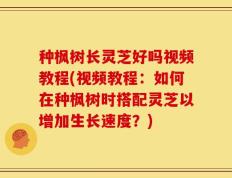 种枫树长灵芝好吗视频教程(视频教程：如何在种枫树时搭配灵芝以增加生长速度？)