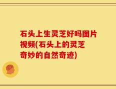 石头上生灵芝好吗图片视频(石头上的灵芝 奇妙的自然奇迹)
