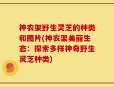 神农架野生灵芝的种类和图片(神农架美丽生态：探索多样神奇野生灵芝种类)