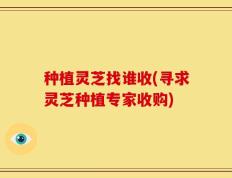 种植灵芝找谁收(寻求灵芝种植专家收购)