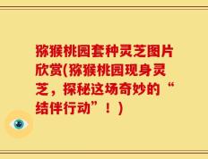 猕猴桃园套种灵芝图片欣赏(猕猴桃园现身灵芝，探秘这场奇妙的“结伴行动”！)