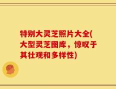特别大灵芝照片大全(大型灵芝图库，惊叹于其壮观和多样性)