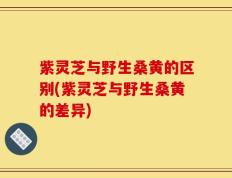 紫灵芝与野生桑黄的区别(紫灵芝与野生桑黄的差异)