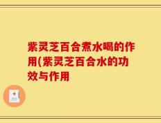 紫灵芝百合煮水喝的作用(紫灵芝百合水的功效与作用