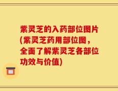紫灵芝的入药部位图片(紫灵芝药用部位图，全面了解紫灵芝各部位功效与价值)