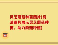 灵芝蘑菇种苗图片(高清图片展示灵芝蘑菇种苗，助力蘑菇种植)