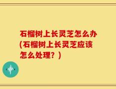 石榴树上长灵芝怎么办(石榴树上长灵芝应该怎么处理？)