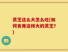 灵芝这么大怎么吃(如何食用这样大的灵芝？)