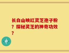 长白山映红灵芝孢子粉？探秘灵芝的神奇功效？
