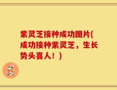 紫灵芝接种成功图片(成功接种紫灵芝，生长势头喜人！)