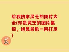 给我搜索灵芝的图片大全(珍贵灵芝的图片集锦，绝美景象一网打尽)