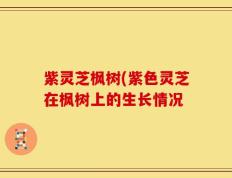 紫灵芝枫树(紫色灵芝在枫树上的生长情况