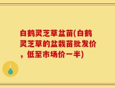 白鹤灵芝草盆苗(白鹤灵芝草的盆栽苗批发价，低至市场价一半)