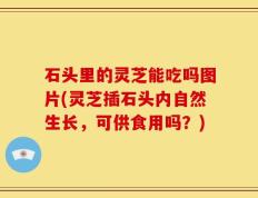 石头里的灵芝能吃吗图片(灵芝插石头内自然生长，可供食用吗？)