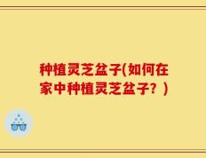 种植灵芝盆子(如何在家中种植灵芝盆子？)
