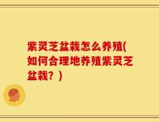 紫灵芝盆栽怎么养殖(如何合理地养殖紫灵芝盆栽？)