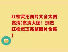 红栓灵芝图片大全大图高清(高清大图！浏览红栓灵芝完整图片合集)