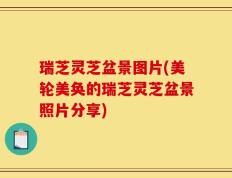 瑞芝灵芝盆景图片(美轮美奂的瑞芝灵芝盆景照片分享)