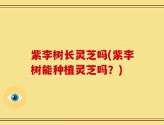 紫李树长灵芝吗(紫李树能种植灵芝吗？)