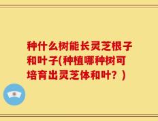 种什么树能长灵芝根子和叶子(种植哪种树可培育出灵芝体和叶？)