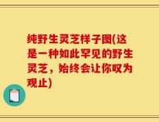 纯野生灵芝样子图(这是一种如此罕见的野生灵芝，始终会让你叹为观止)