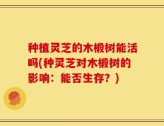 种植灵芝的木椴树能活吗(种灵芝对木椴树的影响：能否生存？)