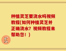 种植灵芝要浇水吗视频教程(如何种植灵芝并正确浇水？视频教程来帮助您！)