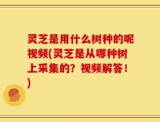 灵芝是用什么树种的呢视频(灵芝是从哪种树上采集的？视频解答！)
