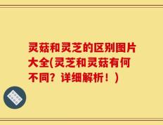 灵菇和灵芝的区别图片大全(灵芝和灵菇有何不同？详细解析！)