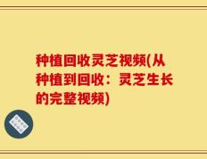 种植回收灵芝视频(从种植到回收：灵芝生长的完整视频)