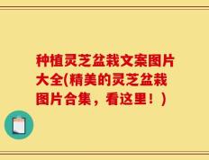 种植灵芝盆栽文案图片大全(精美的灵芝盆栽图片合集，看这里！)
